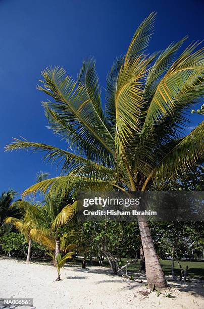 tropical palms - greater antilles stock-fotos und bilder