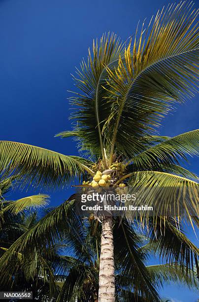 palm tree - greater antilles stock-fotos und bilder