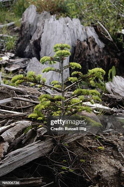 fir seedling - pinaceae stock pictures, royalty-free photos & images