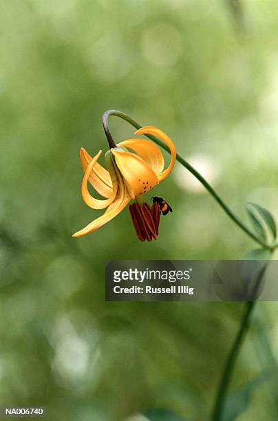 tiger lily and bee - hymenopteran insect stock pictures, royalty-free photos & images