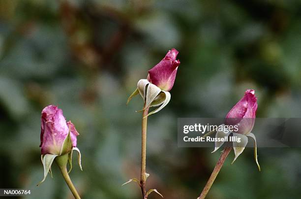 Closed Wild Roses 640 Closed Roses Stock Photos, High-Res Pictures, and Images - Getty Images