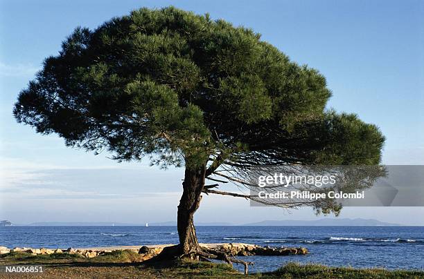 tree by the mediterranean sea - pinaceae stock pictures, royalty-free photos & images