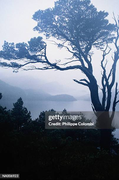 norwegian landscape - pinaceae stock pictures, royalty-free photos & images