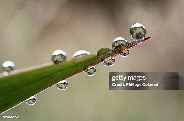 close-up of dew on blade of grass - blade photos et images de collection