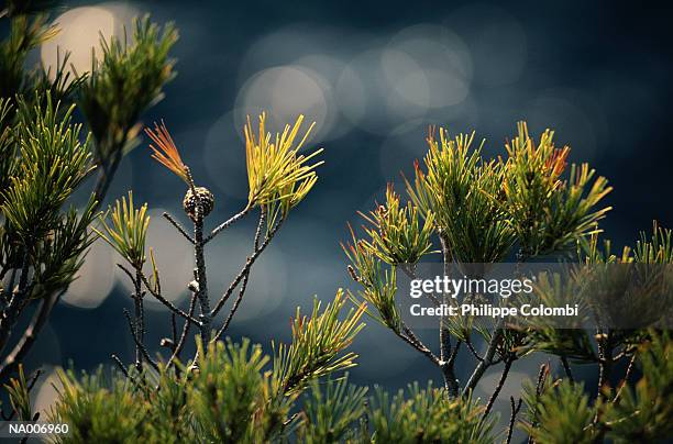 pine needle close-up - conifer cone stock pictures, royalty-free photos & images