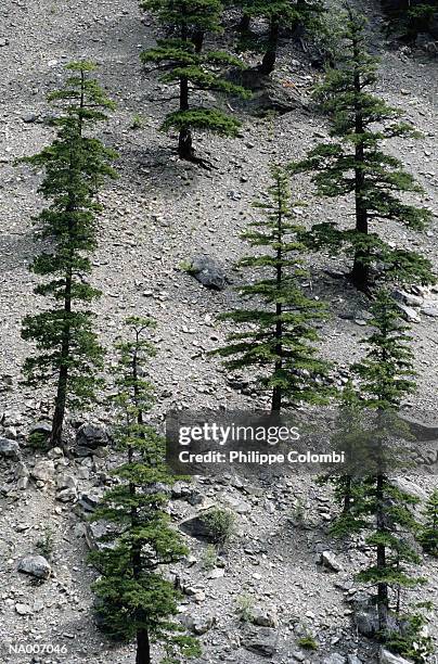 pine tree background - pinaceae stock pictures, royalty-free photos & images