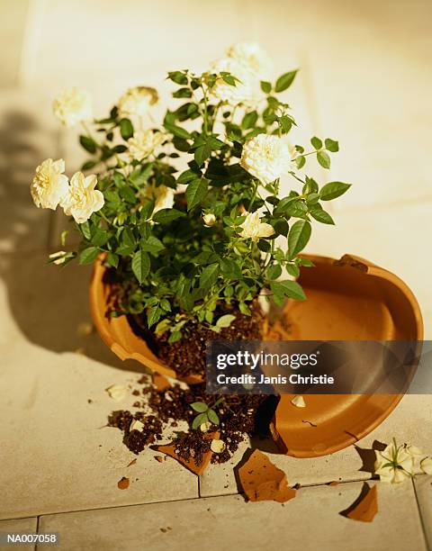 broken flower pot with plant - christie stock pictures, royalty-free photos & images