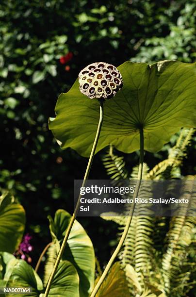 indonesian flower - sunda isles bildbanksfoton och bilder