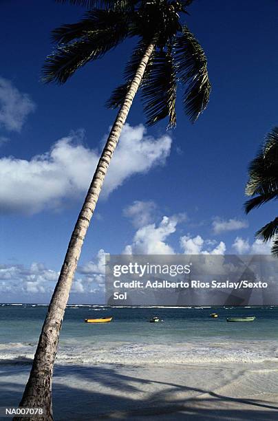 palm tree on a beach in the antilles islands - greater antilles stock-fotos und bilder