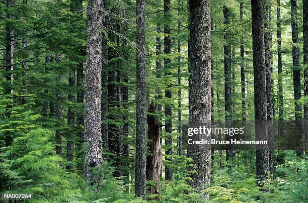 forest symmetry - pinaceae stock pictures, royalty-free photos & images