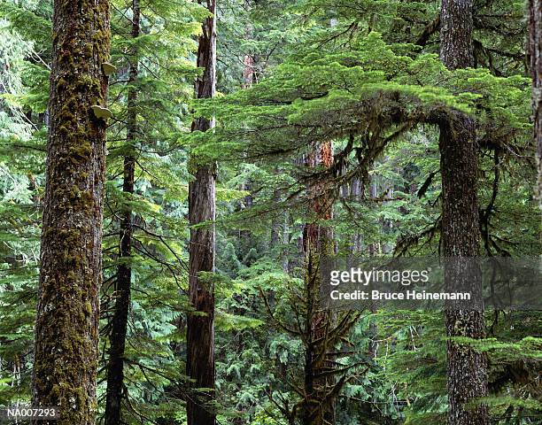 old growth forest - pinaceae stock pictures, royalty-free photos & images