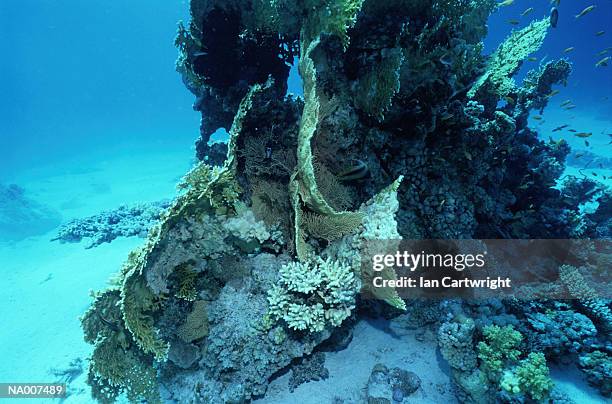 fire coral - fire coral stock pictures, royalty-free photos & images