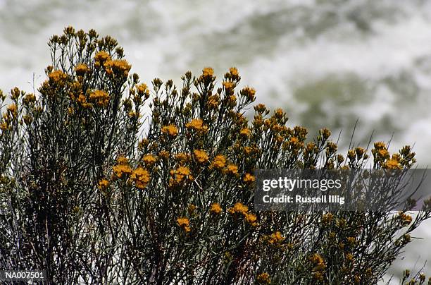 scotch broom - scotch broom stockfoto's en -beelden