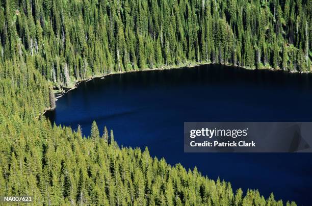 lake and pines - pinaceae stock pictures, royalty-free photos & images