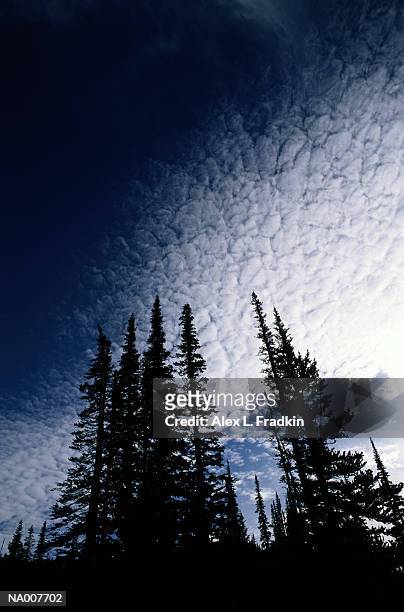 clouds above evergreen trees, silhouette, low angle view - evergreen - fotografias e filmes do acervo