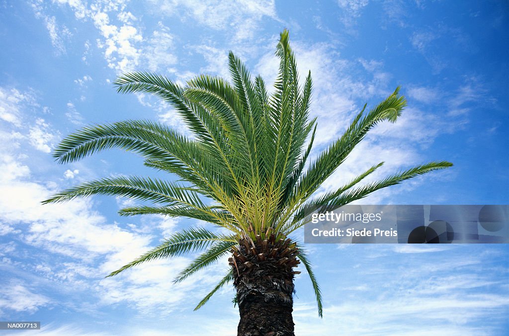 Palm Tree