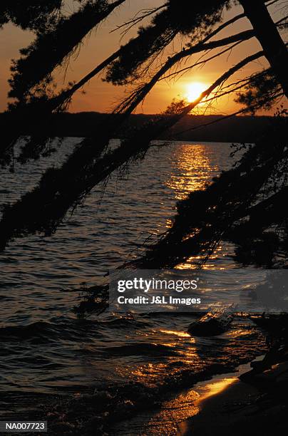 lake superior sunset through pine trees - pinaceae stock pictures, royalty-free photos & images