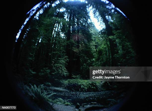 forest - thornton stock pictures, royalty-free photos & images