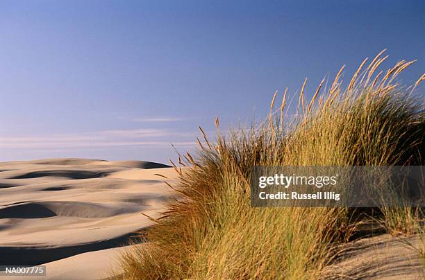 oregon dunes - national recreation area stock-fotos und bilder