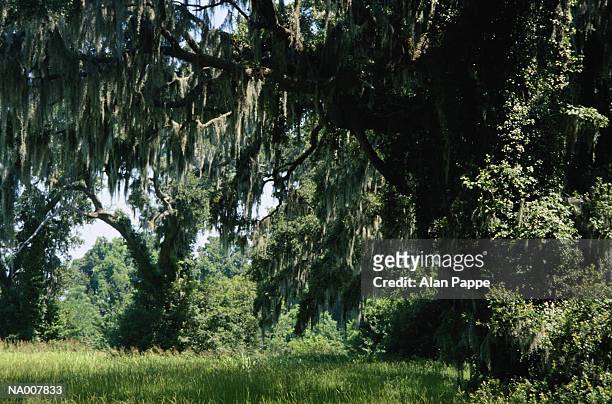 spanish moss (tillandsia usneoides) hanging from trees - epiphyte stock pictures, royalty-free photos & images