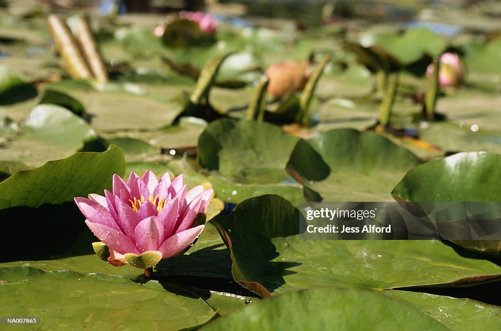 Water Lily