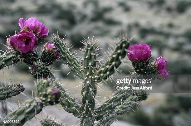 cholla cactus - cactus cholla fotografías e imágenes de stock