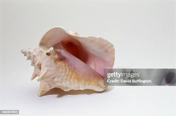 284 White Conch Shell Stock Photos, High-Res Pictures, and Images ...