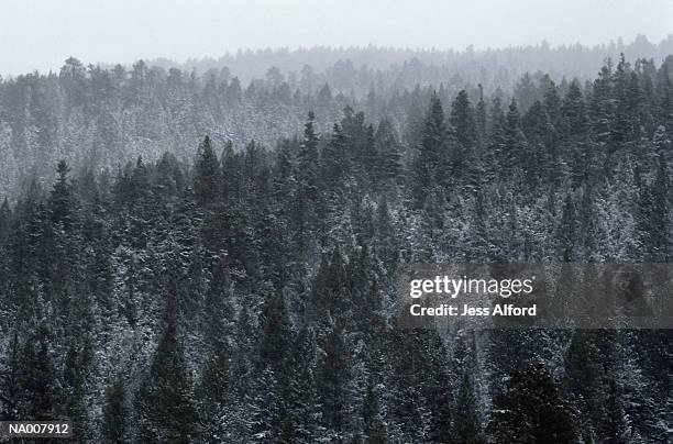 snowy evergreen forest - evergreen - fotografias e filmes do acervo
