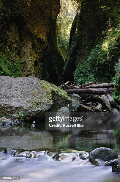 creek at oneonta gorge - oneonta gorge bildbanksfoton och bilder