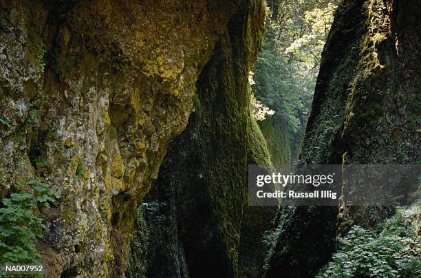 oneonta gorge - oneonta gorge bildbanksfoton och bilder