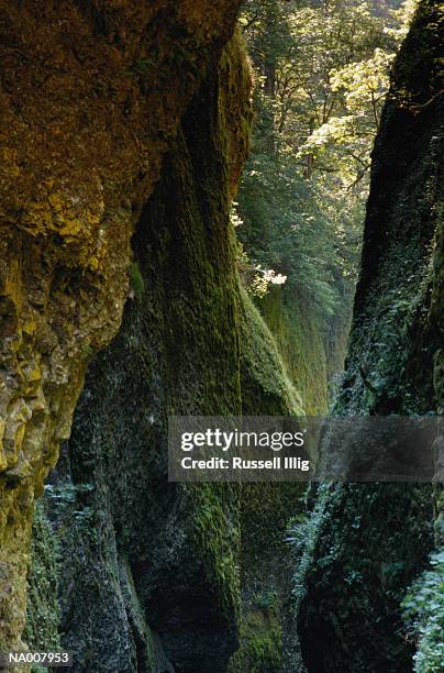 oneonta gorge - oneonta gorge stock pictures, royalty-free photos & images