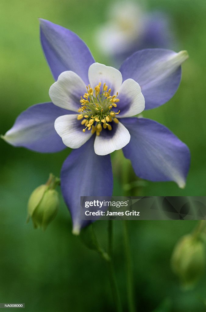 Blue Columbine