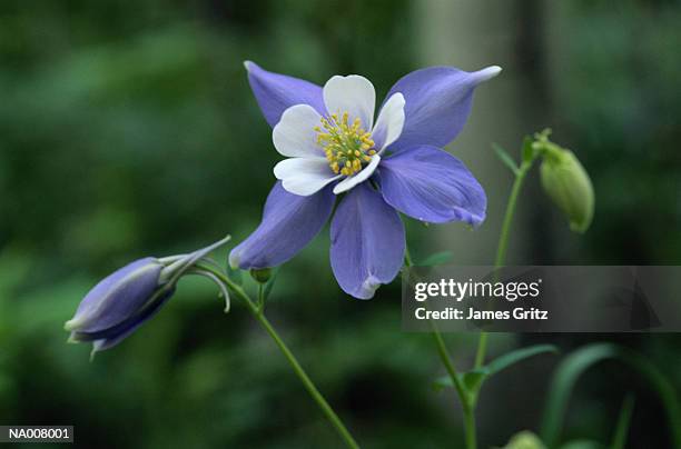 blue columbine - kelchblatt stock-fotos und bilder