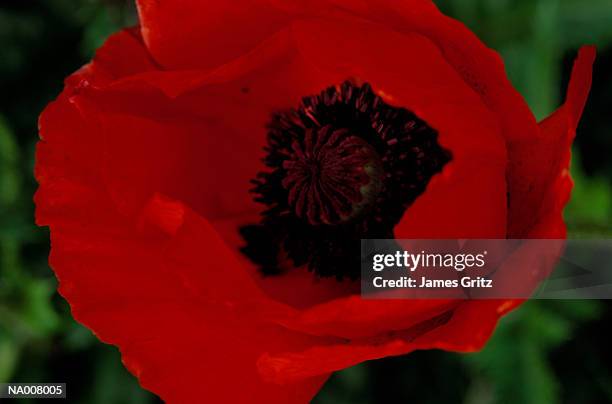 red poppy - ranunculales stock pictures, royalty-free photos & images