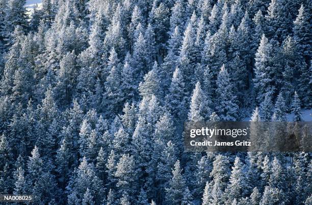 snow covered pines - pinaceae stock pictures, royalty-free photos & images