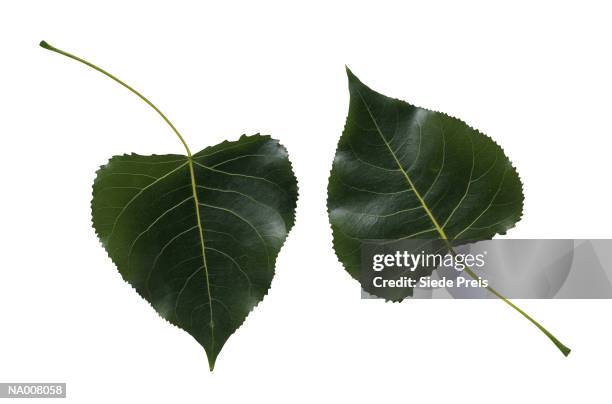 cottonwood tree leaves - cottonwood imagens e fotografias de stock