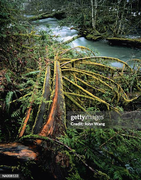 Fallen Tree In Jungle 651 Fallen Tree Jungle Stock Photos, High-Res Pictures, and Images ...