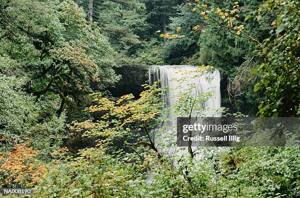 silver falls state park - silver falls state park stock pictures, royalty-free photos & images