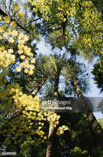 fir trees - pinaceae stock pictures, royalty-free photos & images