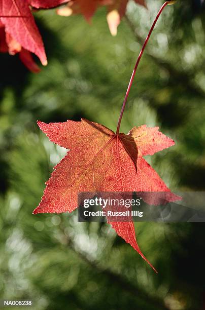 autumn oak leaf - oak leaf - fotografias e filmes do acervo