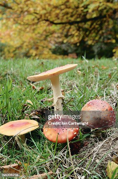 toadstools - giftige paddenstoel stockfoto's en -beelden