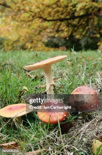Toadstools Toadstools