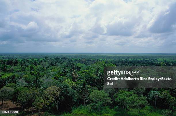 forest in tabasco, mexico - venta stock pictures, royalty-free photos & images
