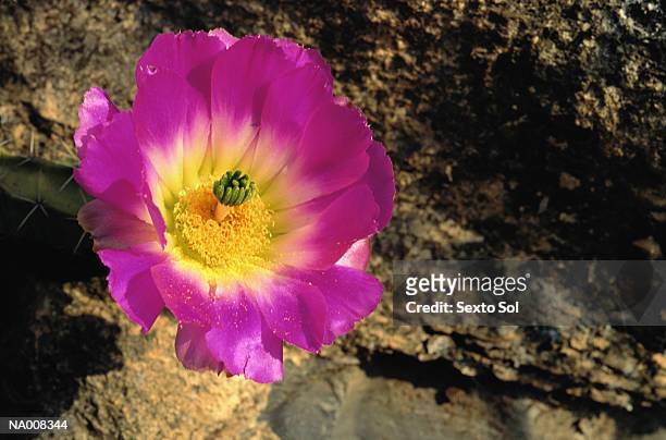 flowering cactus - plant color stock pictures, royalty-free photos & images