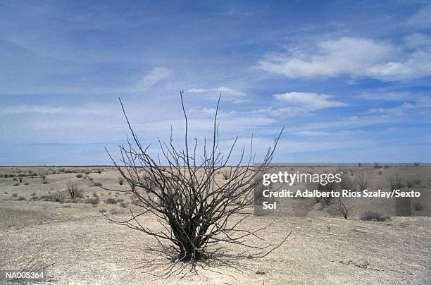 sonoran desert - northern mexico stock pictures, royalty-free photos & images