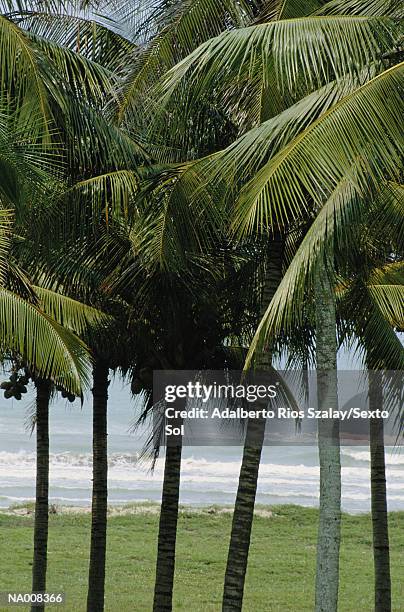 palm trees at costa esmeralda - esmeralda stock-fotos und bilder