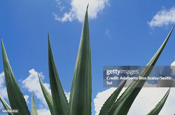 agave detail - blue agave stock-fotos und bilder