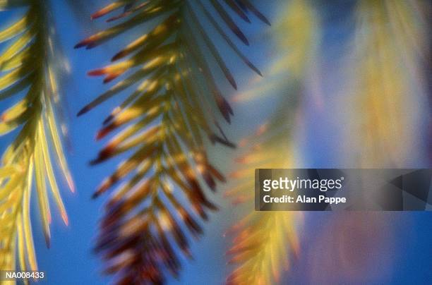 pine (pinus sp.) needles, close-up (soft focus) - sp imagens e fotografias de stock