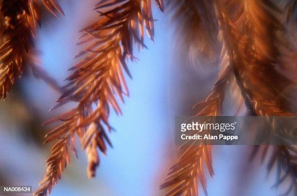 pine (pinus sp.) needles, close-up (soft focus) - pinaceae stock pictures, royalty-free photos & images