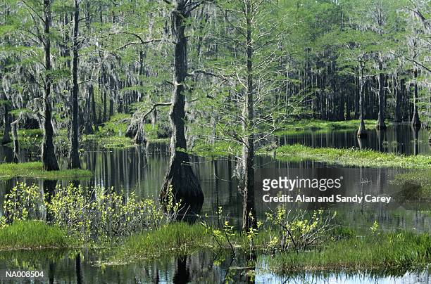 usa, florida, cypress (cypressus sp.) swamp - sp imagens e fotografias de stock